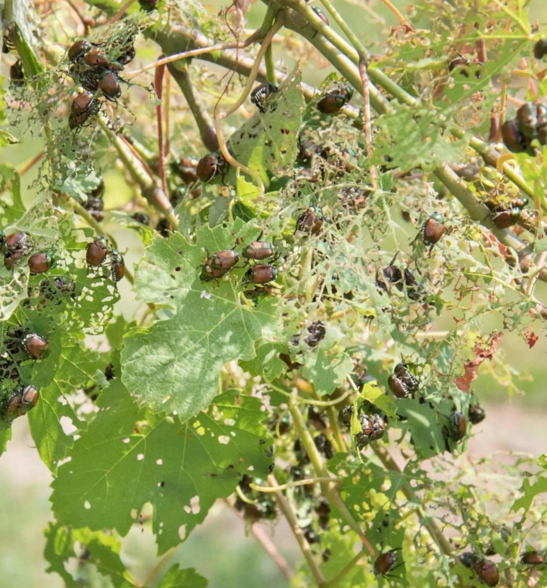 Galanem® Nematoden gegen Gartenlaubkäfer-Engerlinge, Nützlinge im Einsatz zur Schädlingsbekämpfung im Biogarten