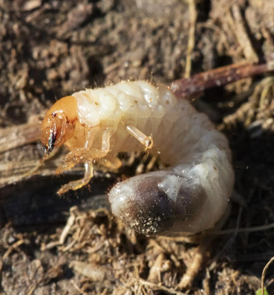 Galanem® Nematoden gegen Gartenlaubkäfer-Engerlinge, Nützlinge von Biocontrol & Biogarten, in einer Verpackung.