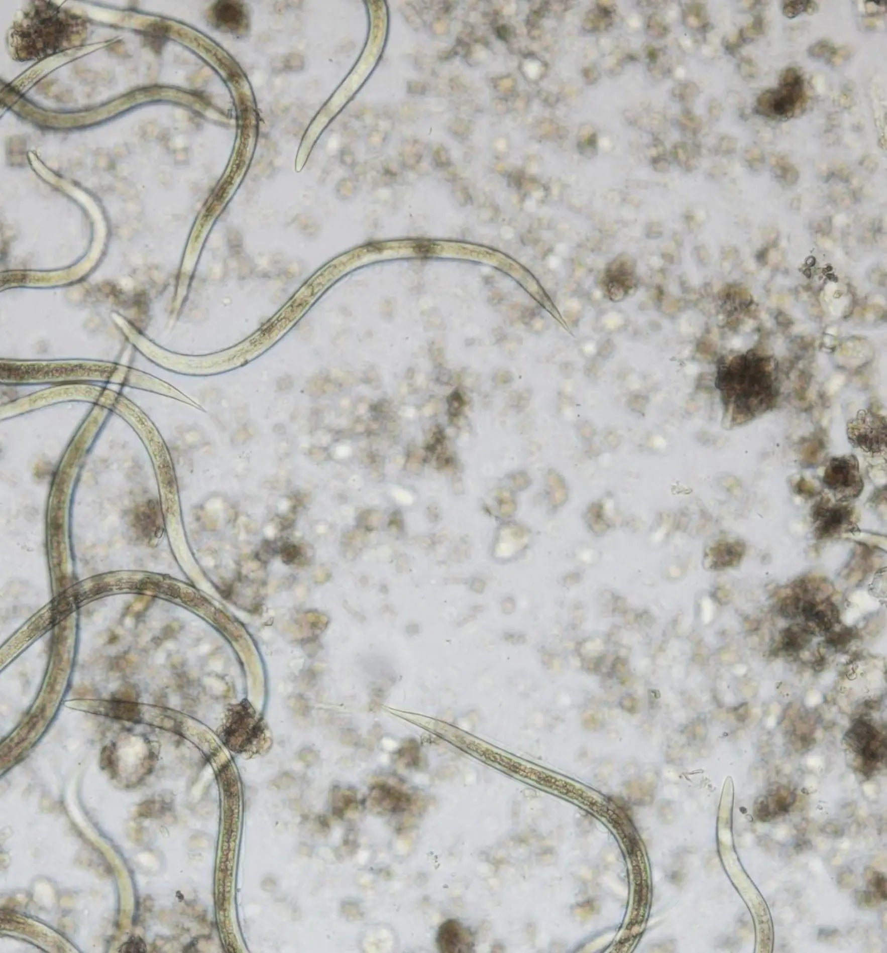 Nützlinge Galanem® Nematoden gegen Gartenlaubkäfer-Engerlinge, biologischer Pflanzenschutz für gesunden Garten, Biocontrol & Biogarten