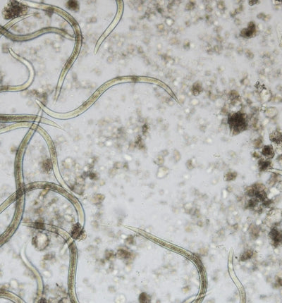 Nützlinge Galanem® Nematoden gegen Gartenlaubkäfer-Engerlinge, biologischer Pflanzenschutz für gesunden Garten, Biocontrol & Biogarten