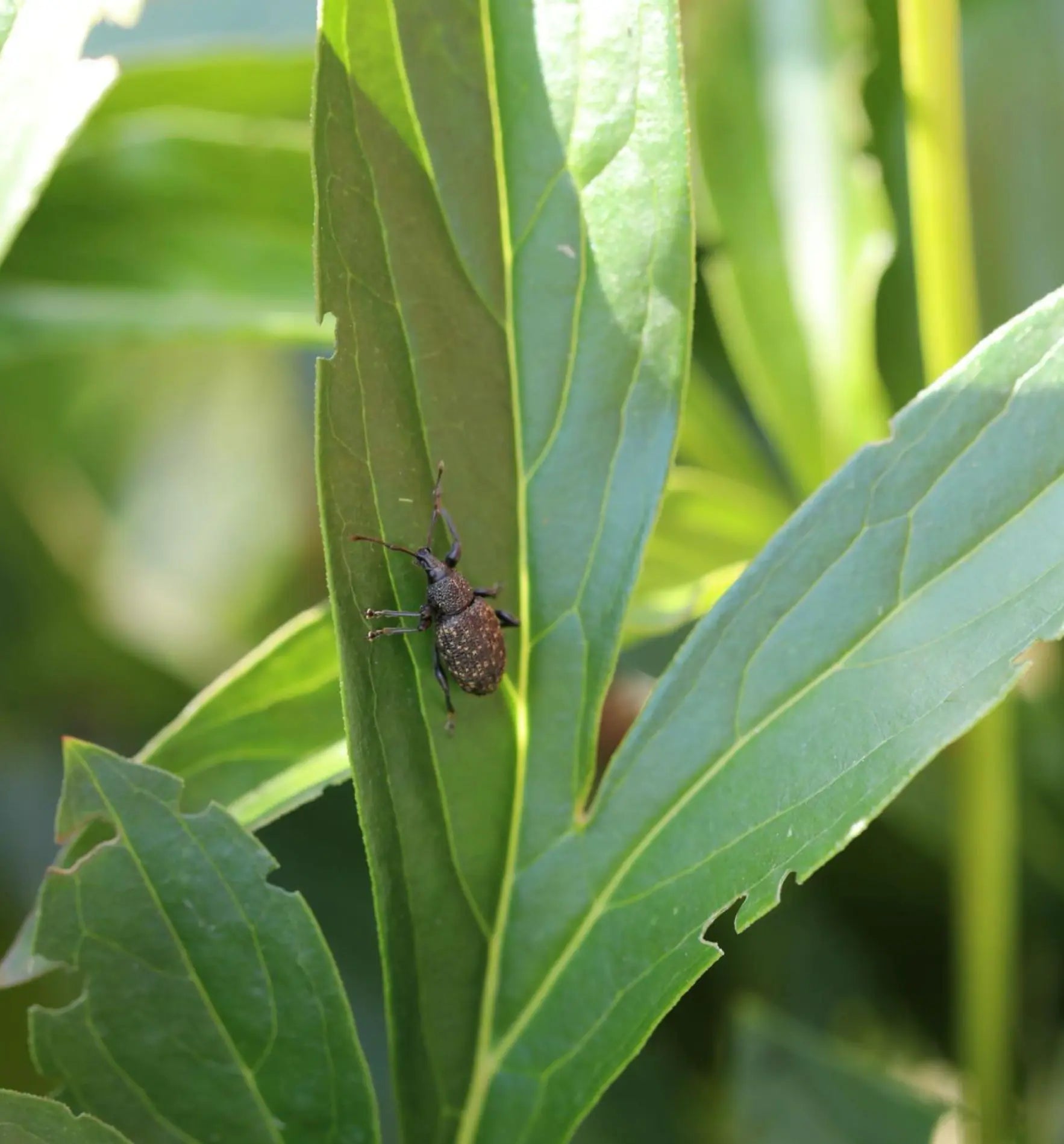 Nützlinge Meginem® Nematoden gegen Dickmaulrüsslerlarven, biologische Schädlingsbekämpfung, in Verpackung, Biocontrol & Biogarten