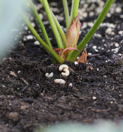 Nützlinge Meginem® Nematoden gegen Dickmaulrüsslerlarven, biologischer Schädlingsbekämpfer, in einer Verpackung, für umweltfreundlichen Garten.