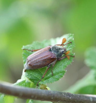 Nützlinge Melonem Nematoden gegen Maikäferlarven in einer Verpackung, für biologische Schädlingsbekämpfung im Garten.