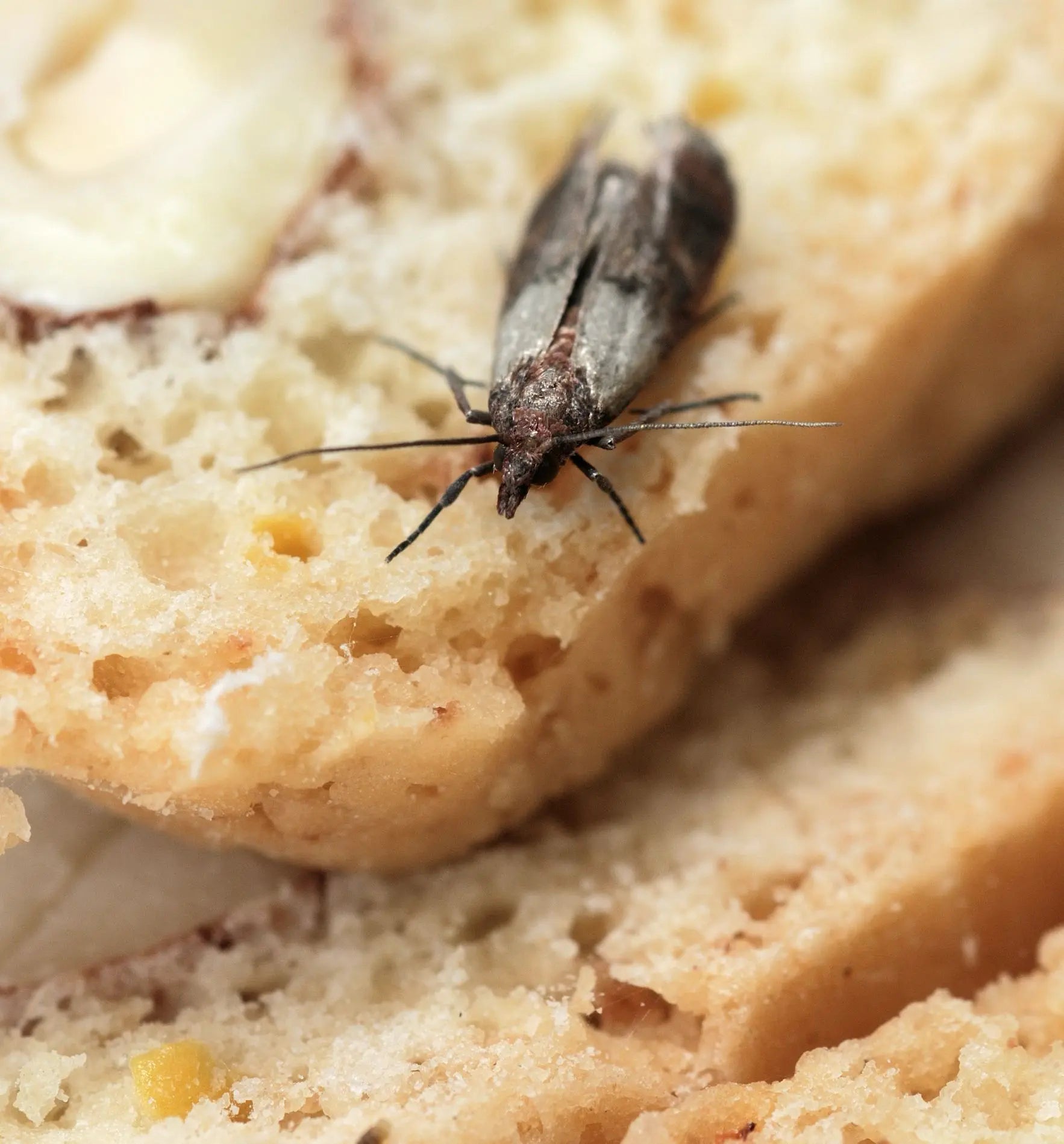 Nützlinge Tricho Schlupfwespen gegen Motten in einer Verpackung, von Biocontrol & Biogarten, zur biologischen Schädlingsbekämpfung