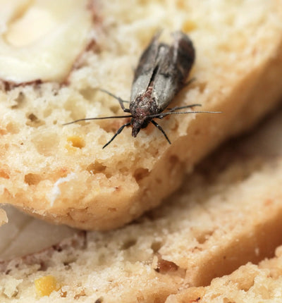 Nützlinge Tricho Schlupfwespen gegen Motten in einer Verpackung, von Biocontrol & Biogarten, zur biologischen Schädlingsbekämpfung