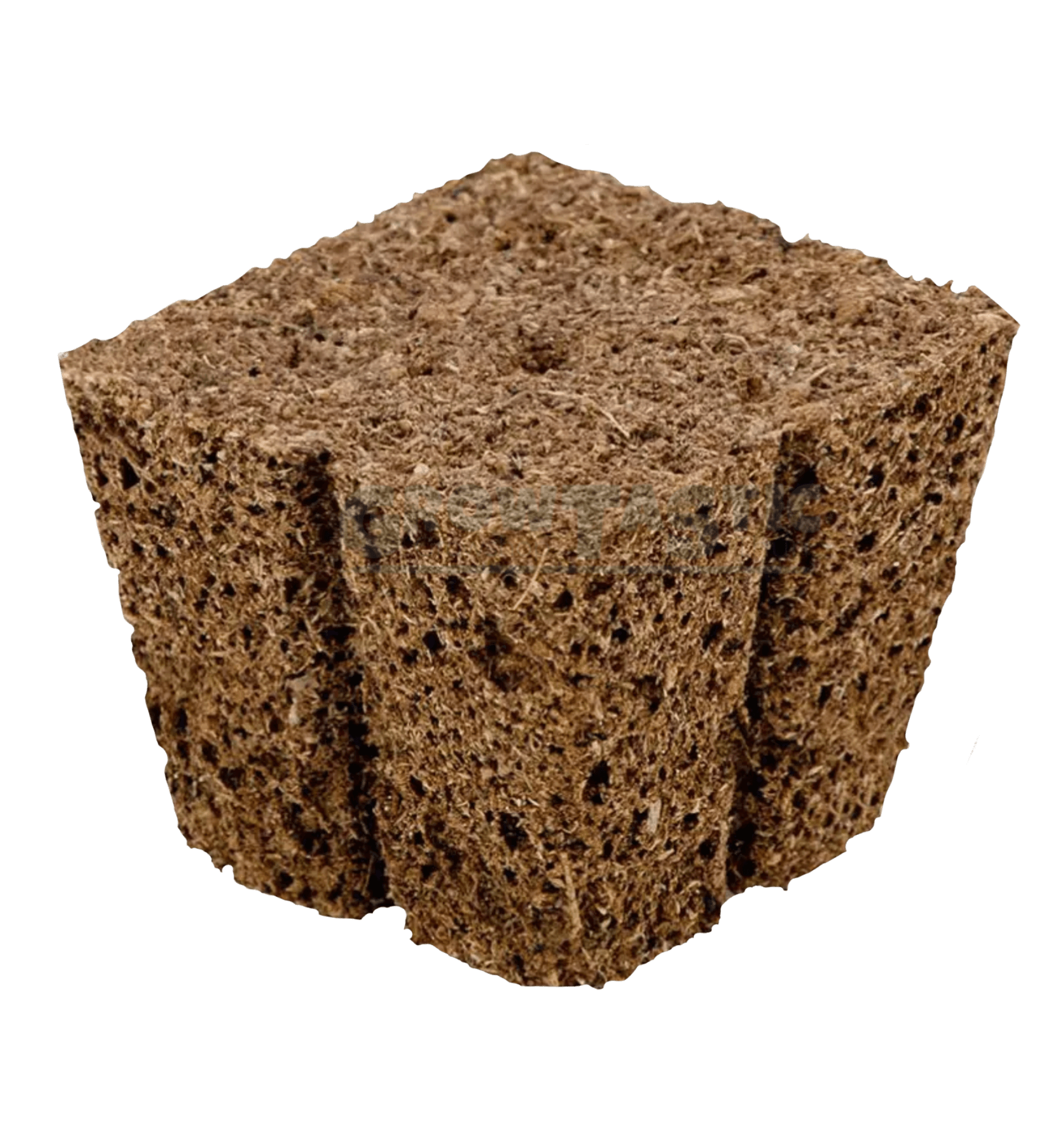 Eazy Plug Stecklings-Tray, 77 Stk | 3.5 x 3.5cm