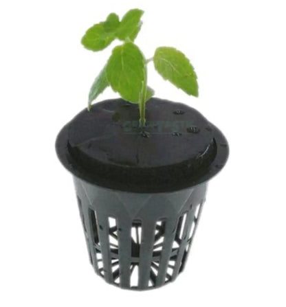 Nutriculture Neoprendeckel für 5cm Gitternetztopf