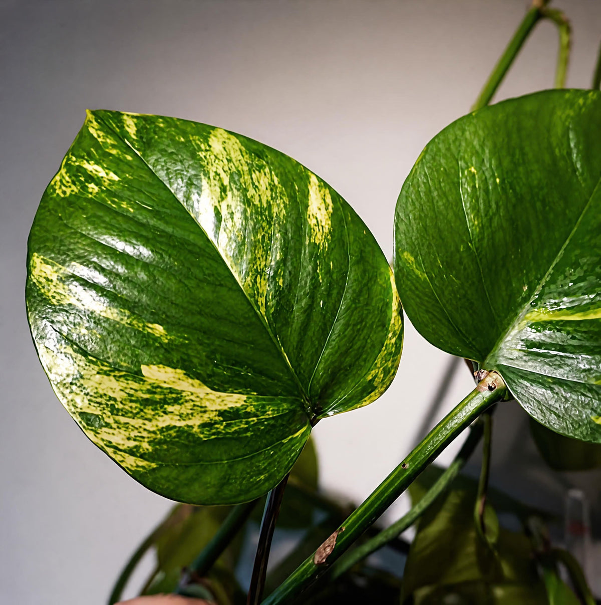Epipremnum aureum