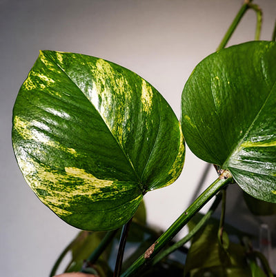 Epipremnum aureum en maceta de fieltro