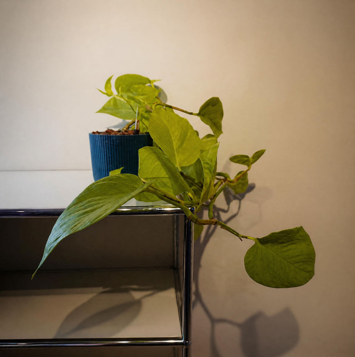 Philodendron hederaceum "Lemon Lime"