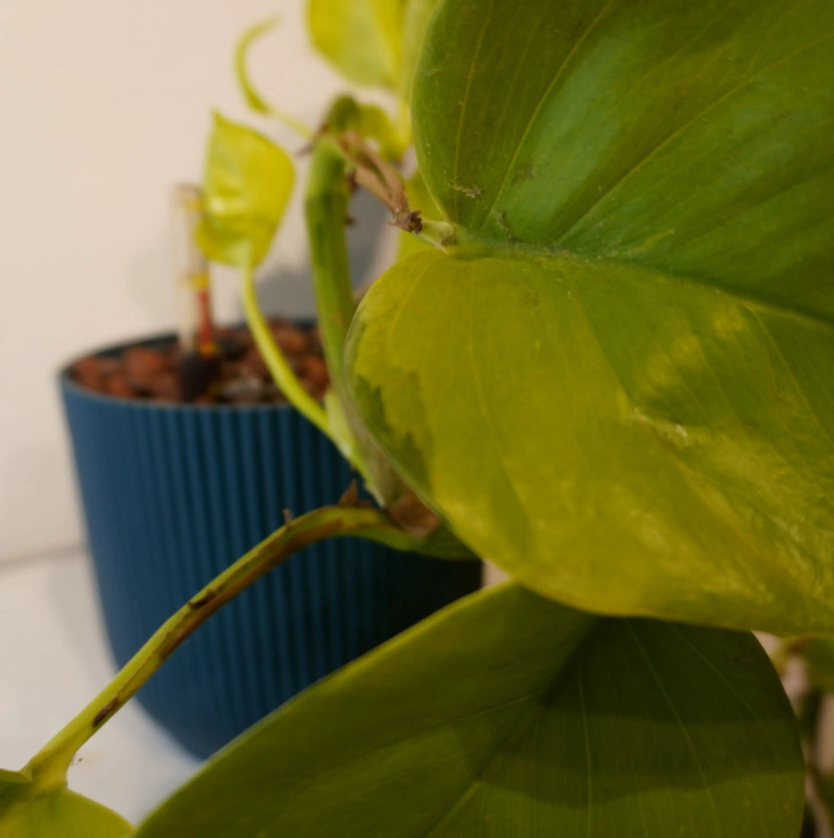 Philodendron hederaceum "Lemon Lime"