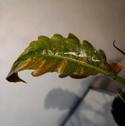Philodendron Hybrid Variegata – gezähntblättrige Rarität
