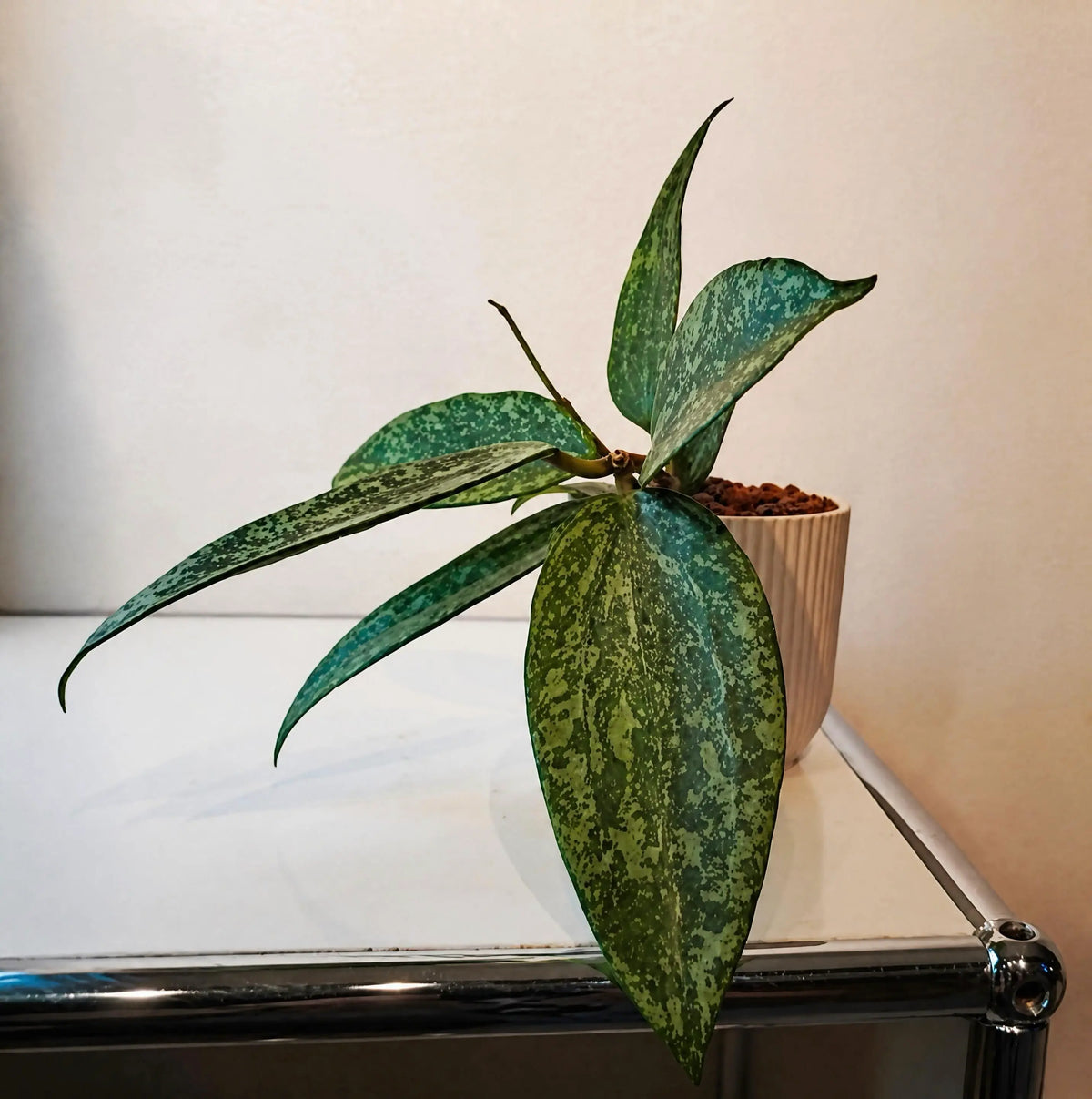 Hoya