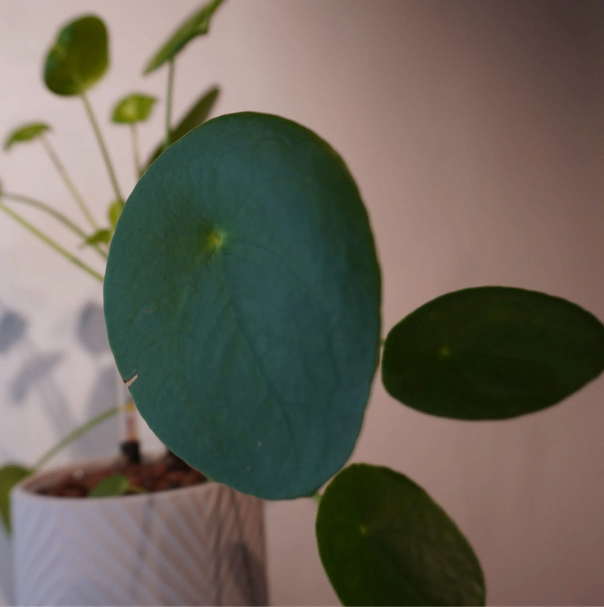 Pilea peperomioides