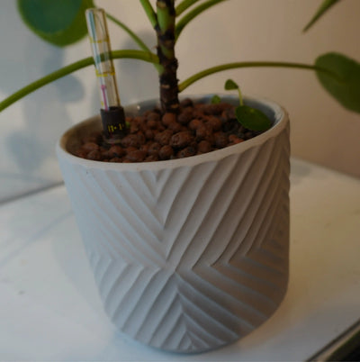 Pilea peperomioides