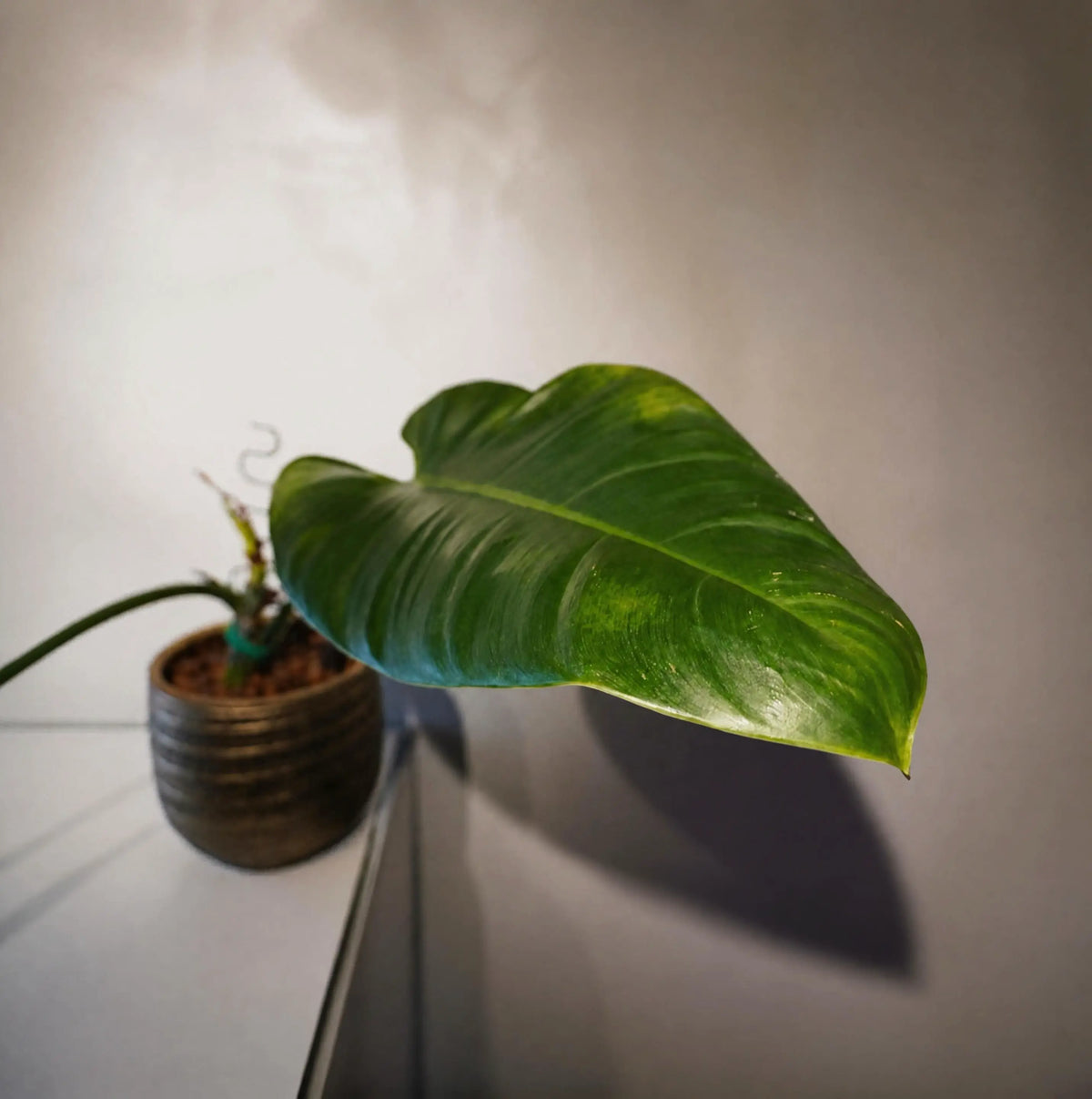 Philodendron cf. imbe