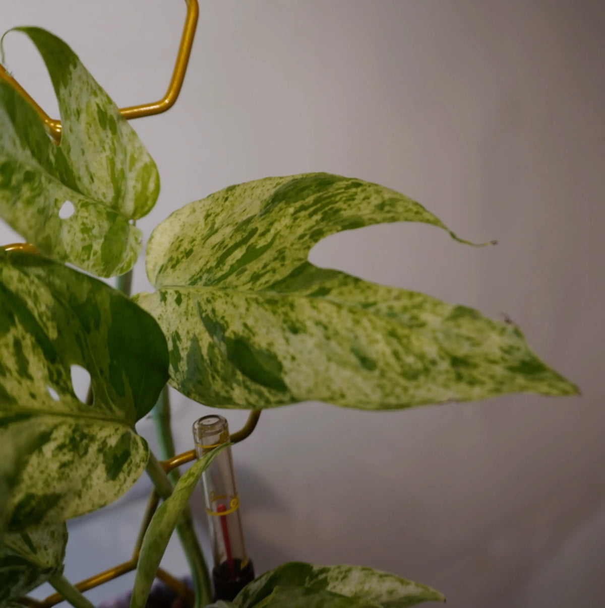 Epipremnum pinnatum ‘Marble Variegata’