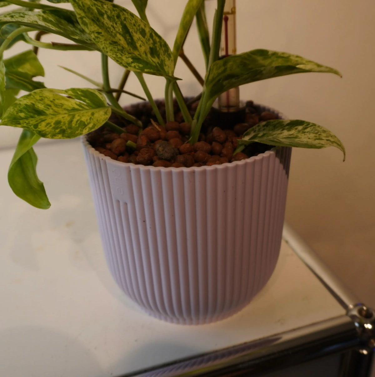 Epipremnum pinnatum ‘Marble Variegata’