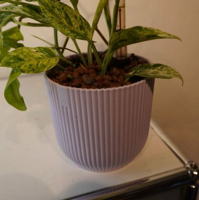 Epipremnum pinnatum ‘Marble Variegata’