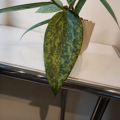 Hoya pubicalyx ‘Splash’