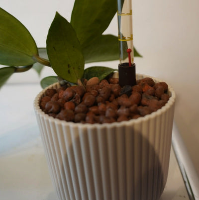 Hoya pubicalyx ‘Splash’