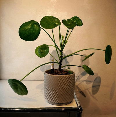Pilea peperomioides