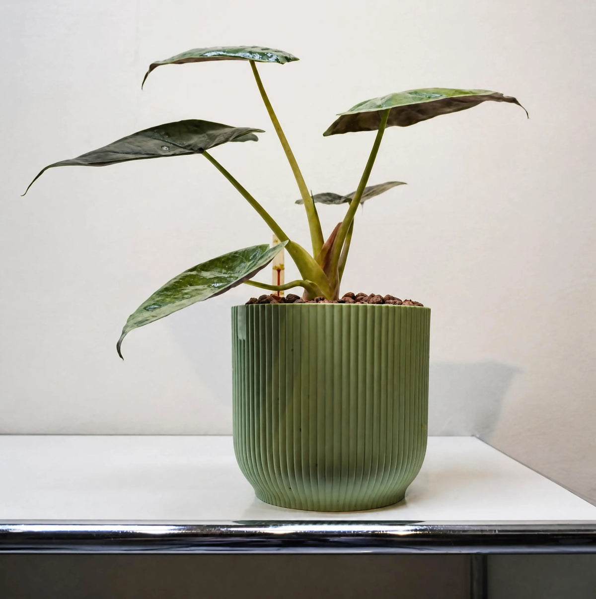 Alocasia wentii - Hardy Elephant Ear