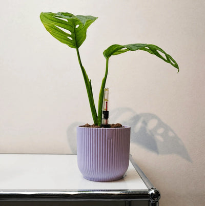 Monstera adansonii « Mint »