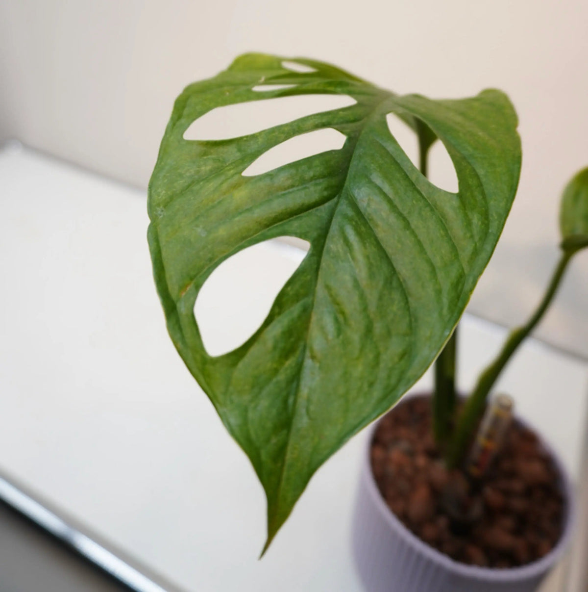 Monstera adansonii « Mint »