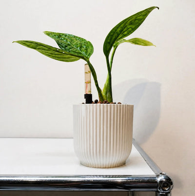 Epipremnum pinnatum "Marble Planet"