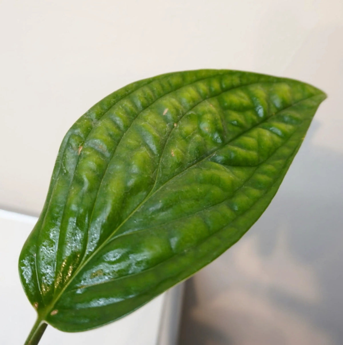 Epipremnum pinnatum "Marble Planet"