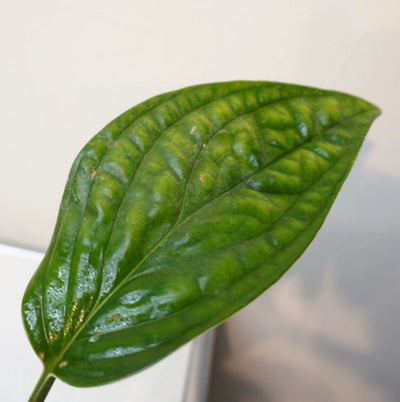 Epipremnum pinnatum "Marble Planet"