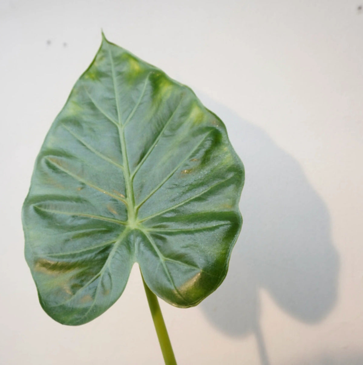 Alocasia Odora - Orecchio di elefante gigante