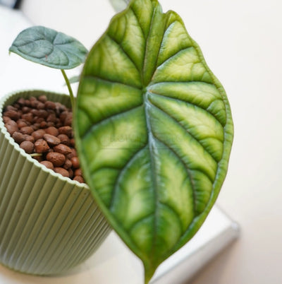 Alocasia 'Morocco'