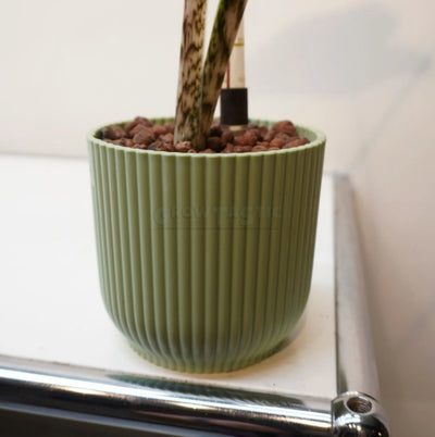 Alocasia zebrina – Zebra-Pfeilblatt