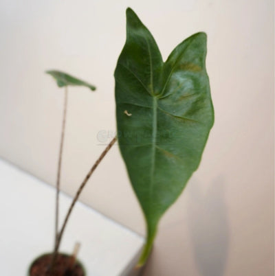 Alocasia zebrina – Zebra-Pfeilblatt