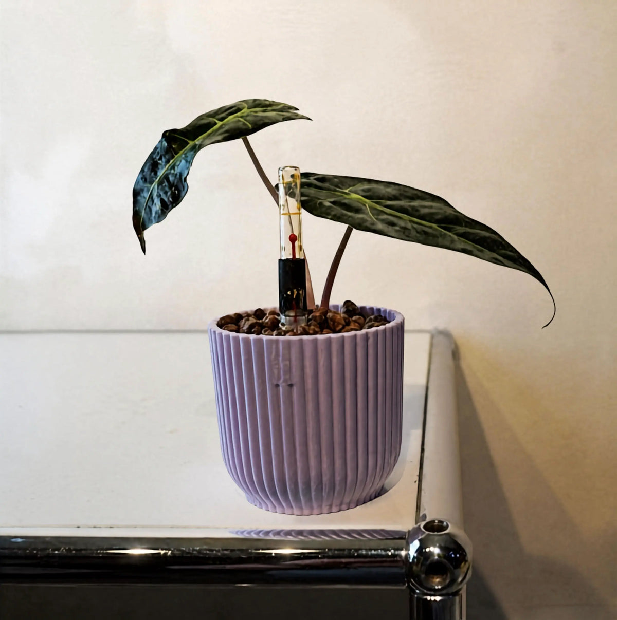 Alocasia