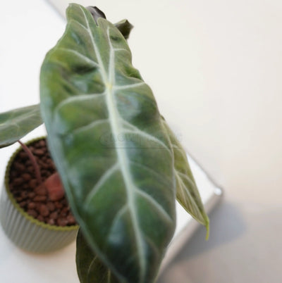 Alocasia 'Morocco'