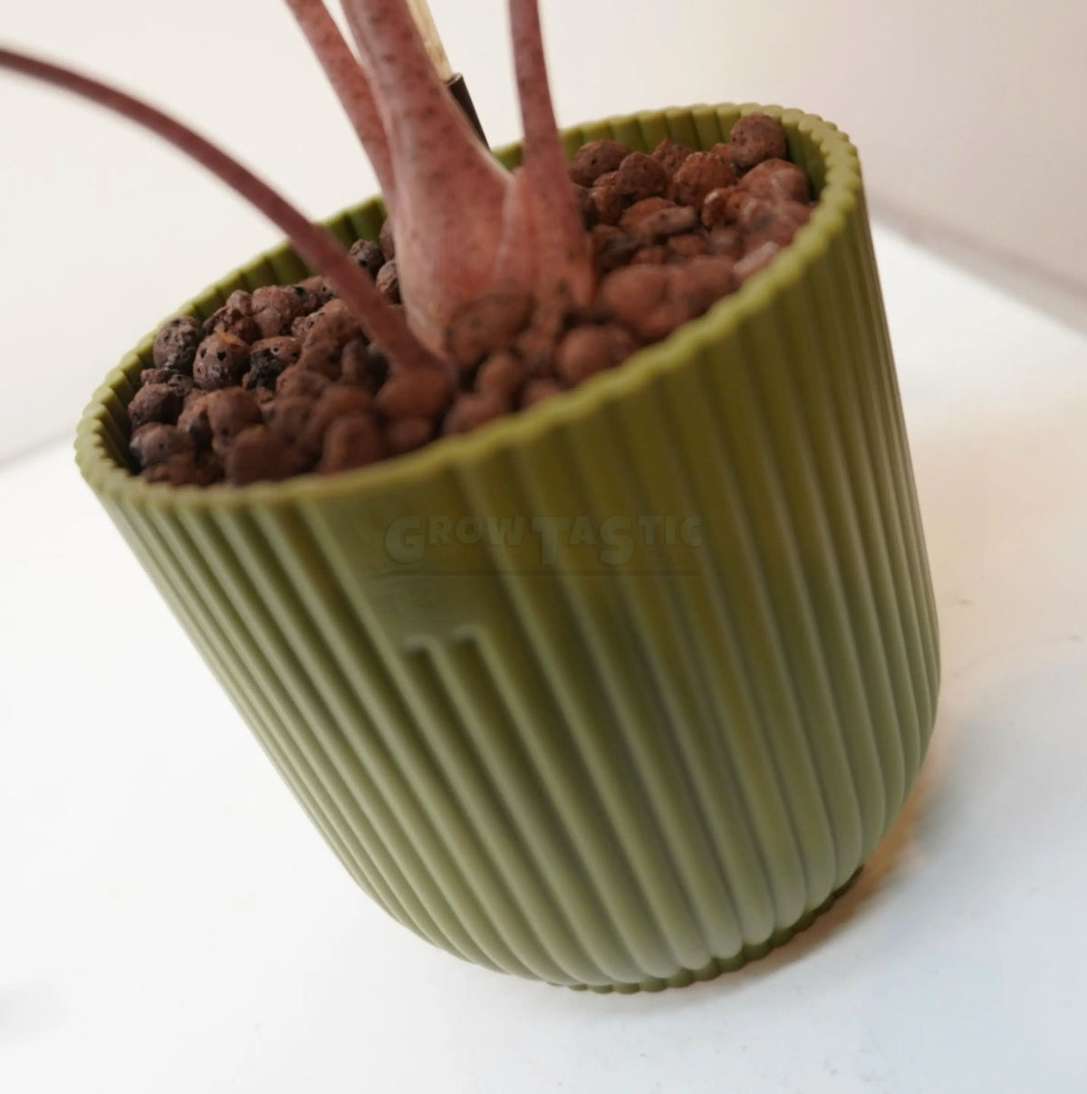 Alocasia ‘Morocco’ – Orecchia di elefante ‘Morocco’
