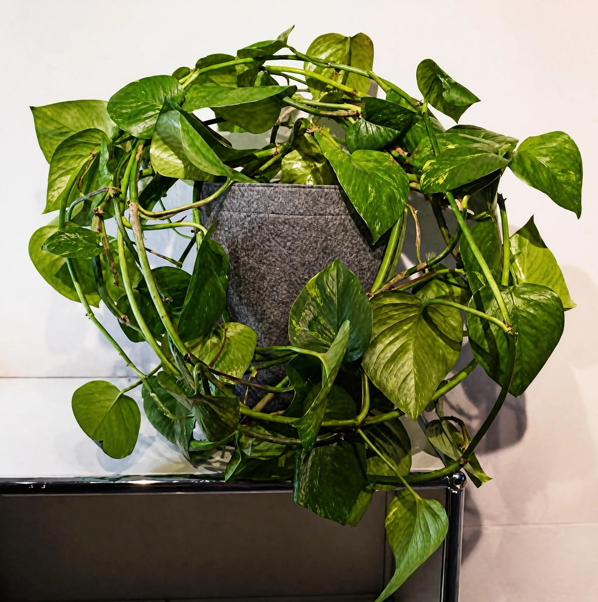 Epipremnum aureum