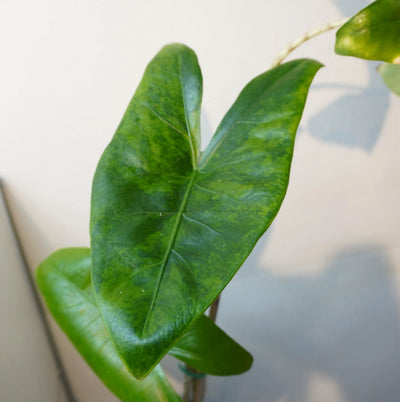 Alocasia Odora - Giant Elephant Ear