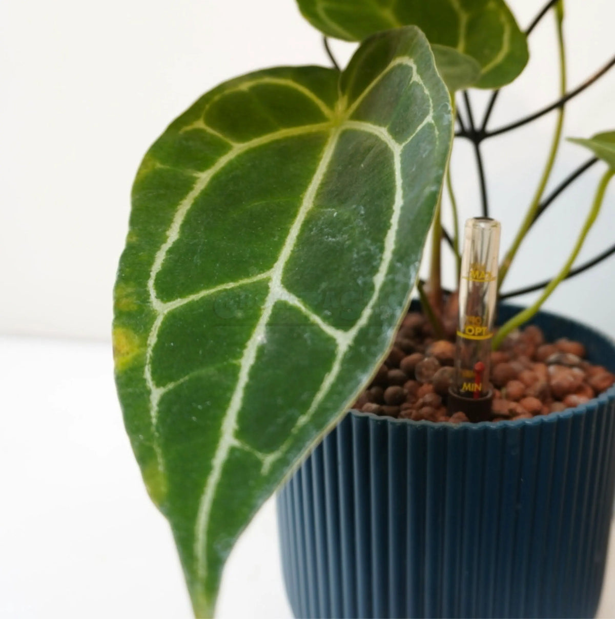 Alocasia Odora - Grande oreille d'éléphant