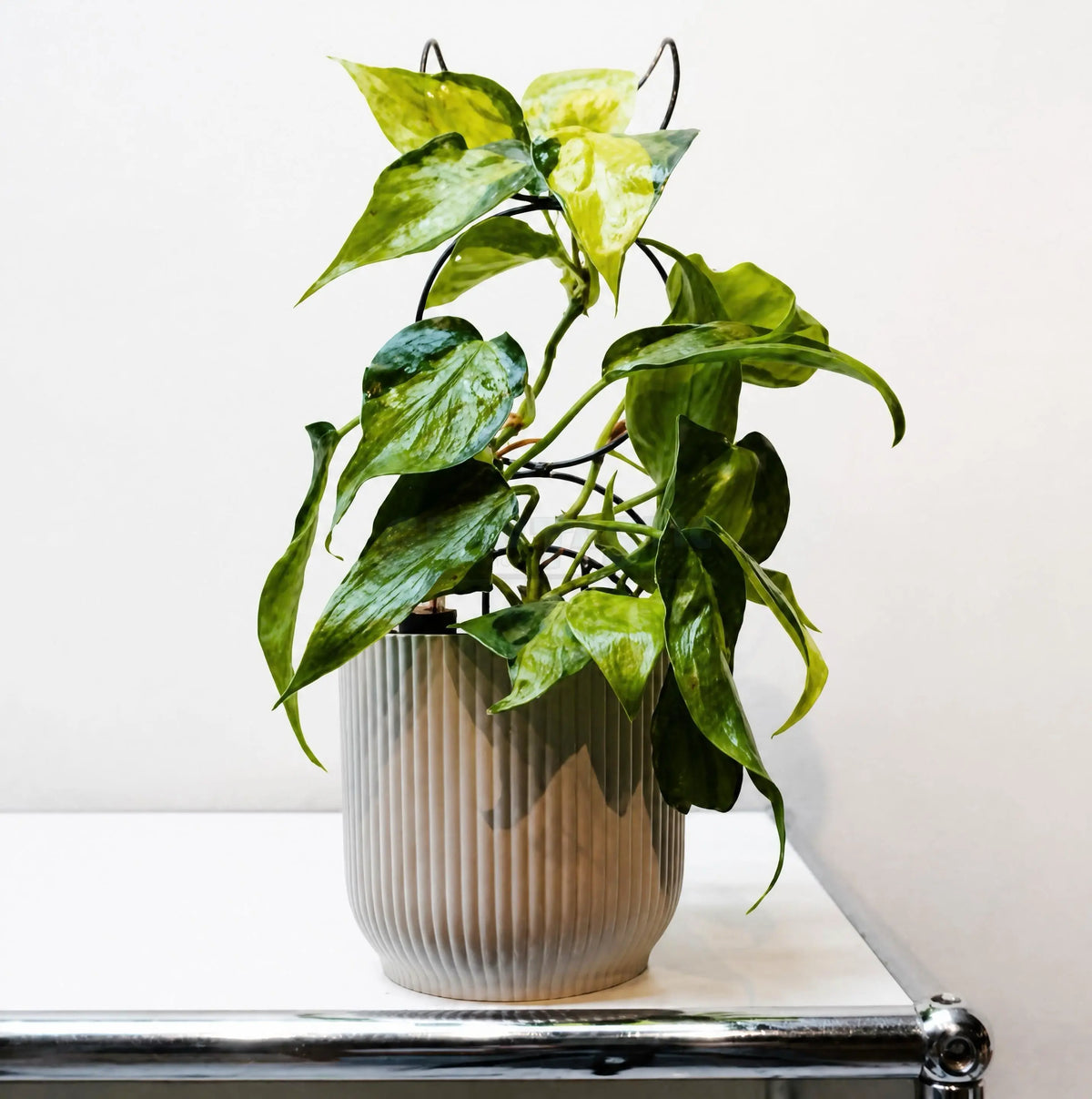 Philodendron hederaceum ‘Brasil’ – Filodendro a foglia di cuore ‘Brasil’