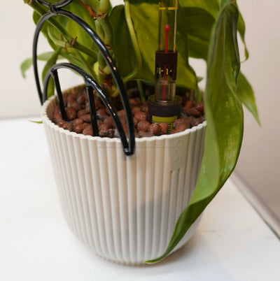 Philodendron hederaceum ‘Brasil’ – Filodendro a foglia di cuore ‘Brasil’