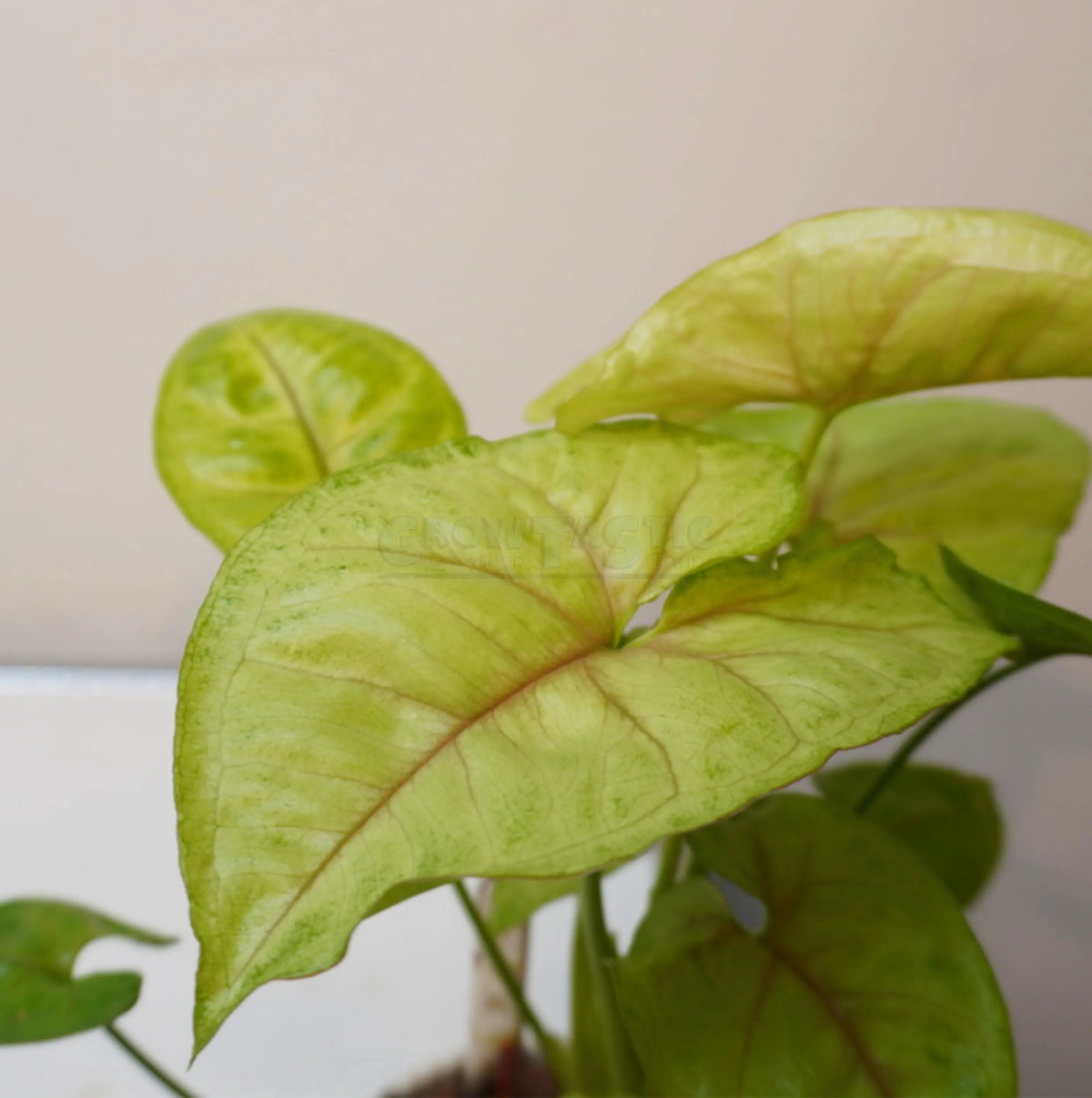 Syngonium podophyllum ‘Golden Allusion’ – Singonio