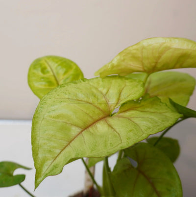 Syngonium podophyllum ‘Golden Allusion’ – Purpurtute
