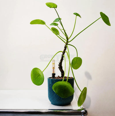 Alocasia Odora - Giant Elephant Ear