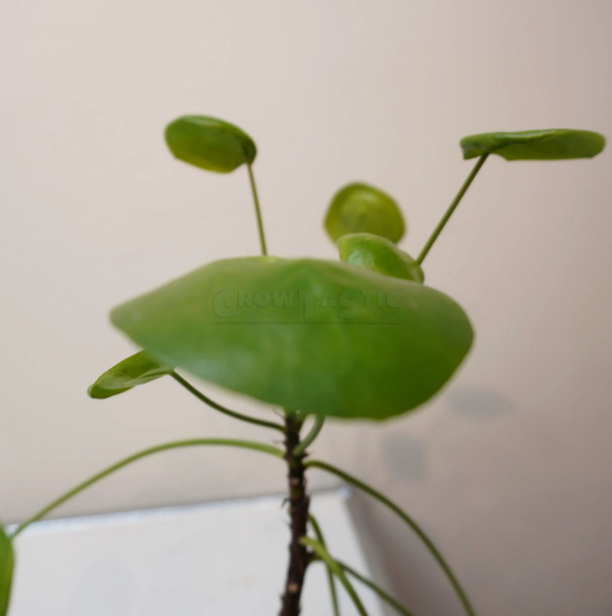 Pilea peperomioides – Pianta delle monete