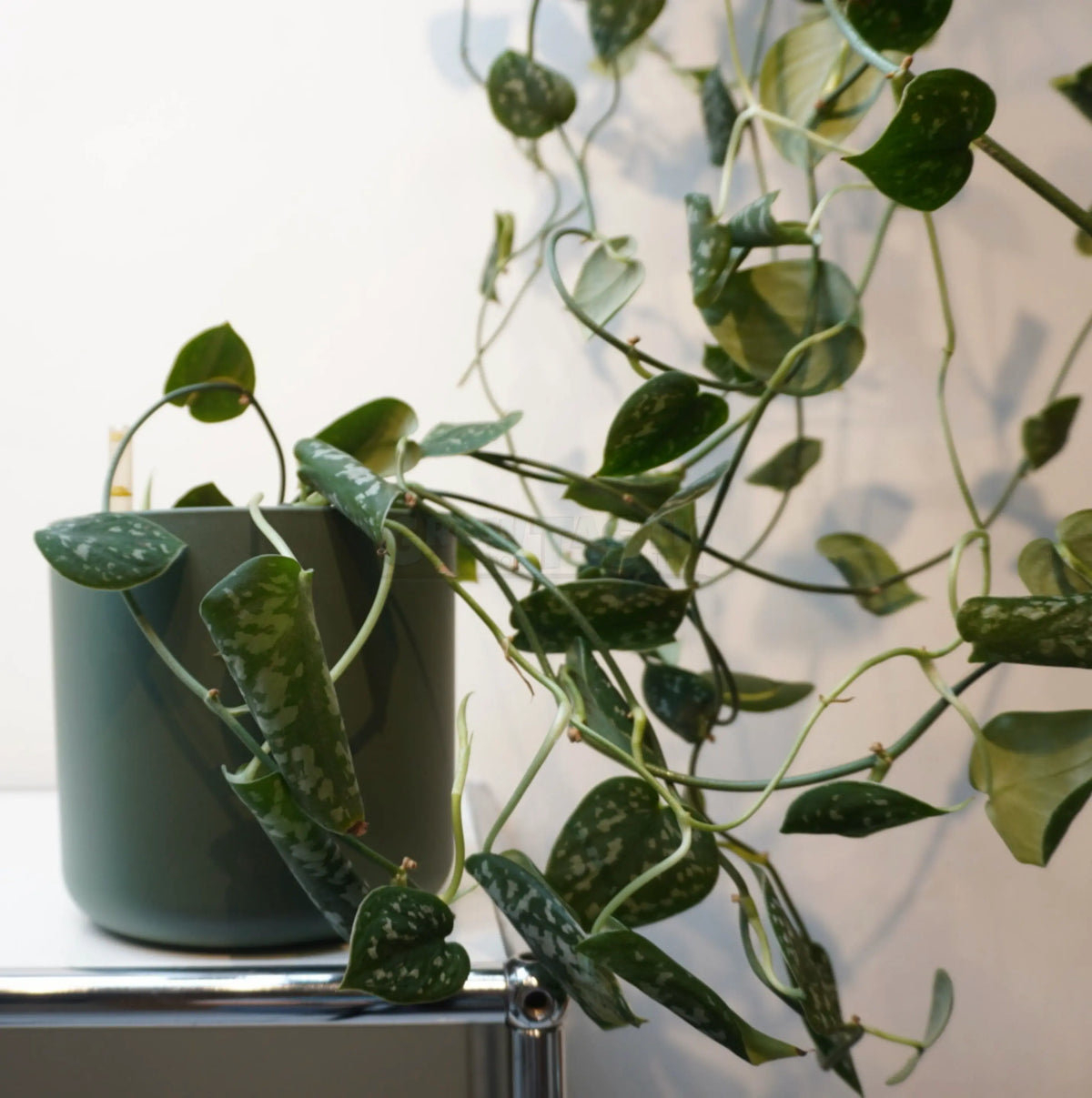 Scindapsus pictus ‘Argyraeus’ - Pothos macchiato / Pothos argentato