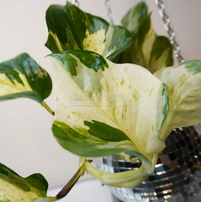 Alocasia Odora - Grande oreille d'éléphant